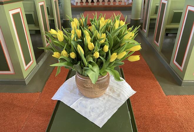 Gule tulipanar i kyrkja