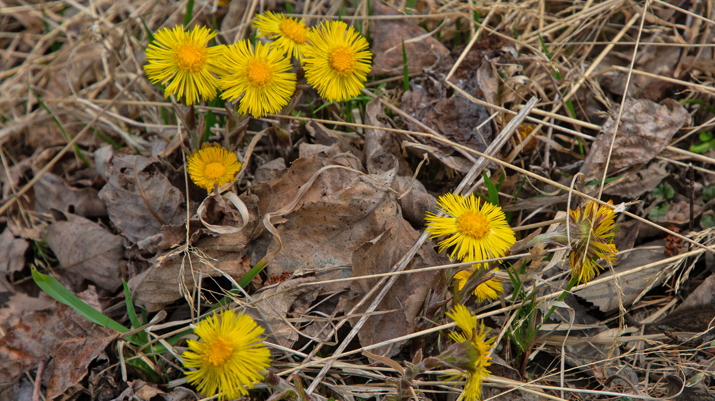 240501nBlomster.jpg