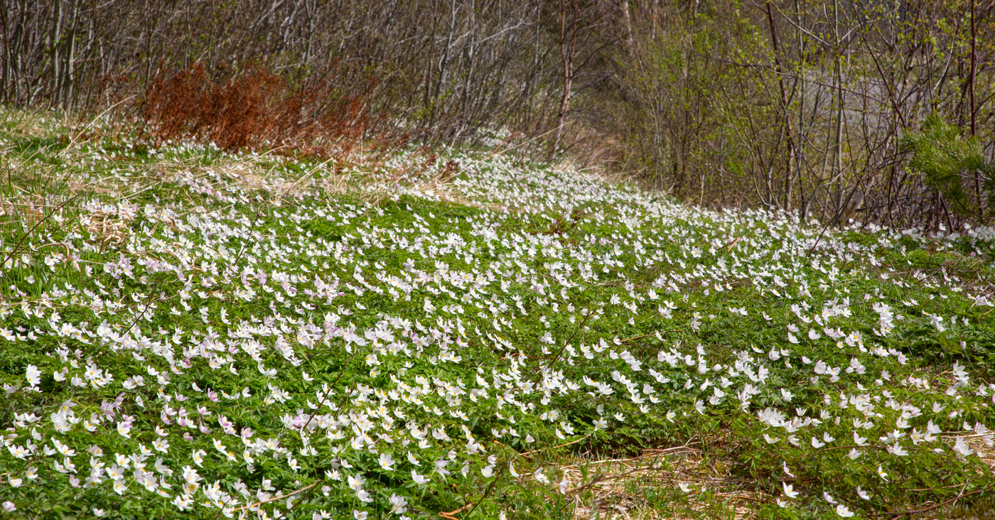 240510nHvitveis.jpg