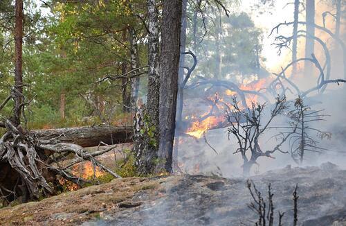 Pågående brann i vegetasjon (bilde fra tidligere hendelse). Foto:IØBR