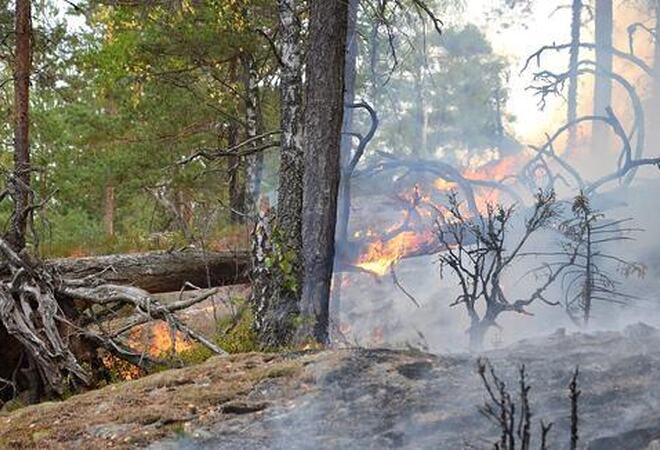 Pågående brann i vegetasjon (bilde fra tidligere hendelse). Foto:IØBR