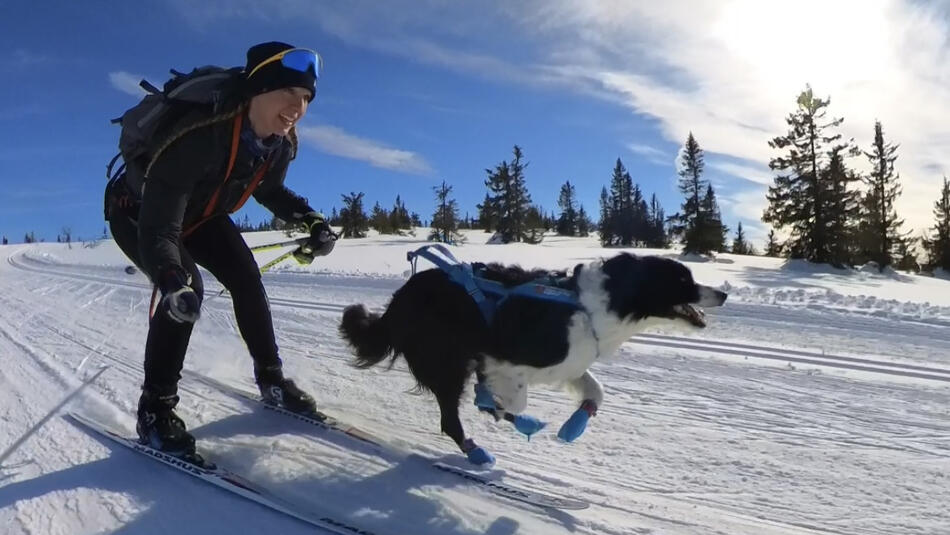 Dame på ski med hund