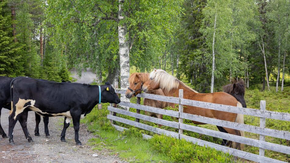 Bilde av kuer som hilser på hester over et gjerde