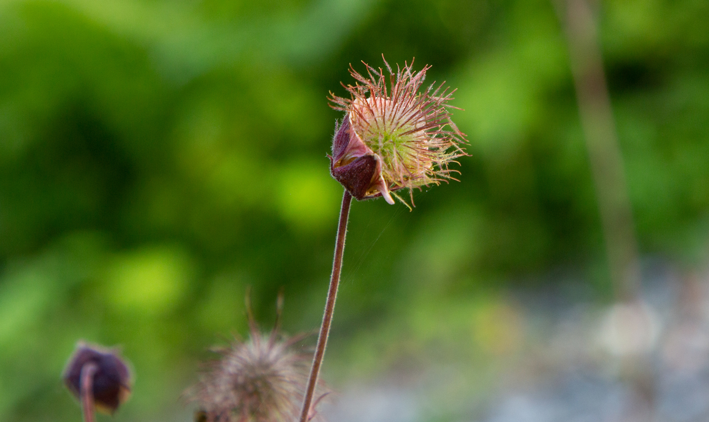 240719dHumlebl.jpg