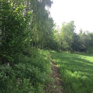 Kantsone imellom skog og fulldyrket mark (Fotograf Øyvind Håland, Ringsaker kommune)