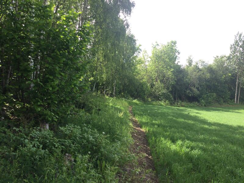 Kantsone imellom skog og fulldyrket mark (Fotograf Øyvind Håland, Ringsaker kommune)