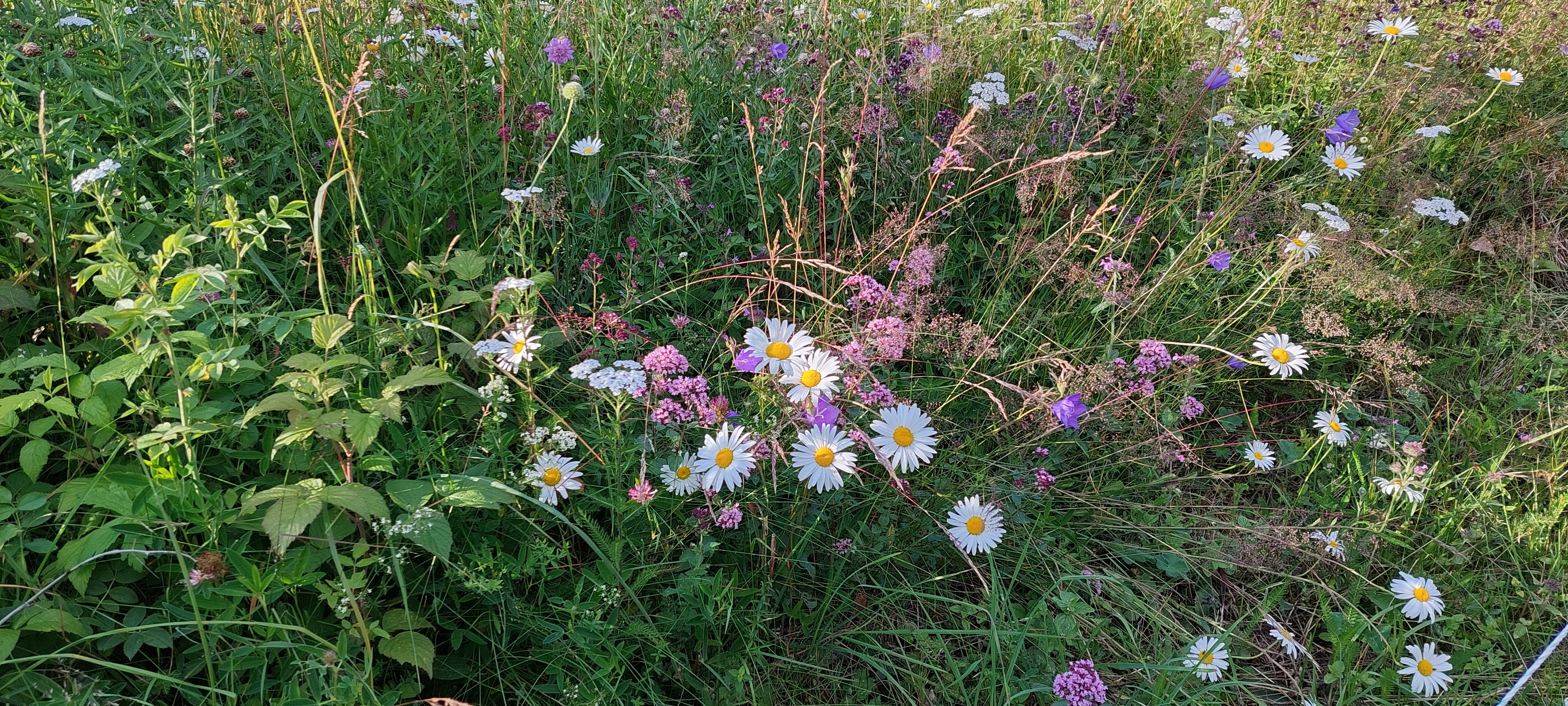 Blomster for pollinerende insekter