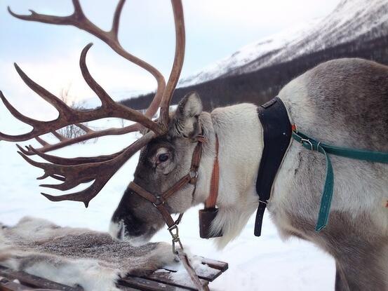 reindeer-2023720_640