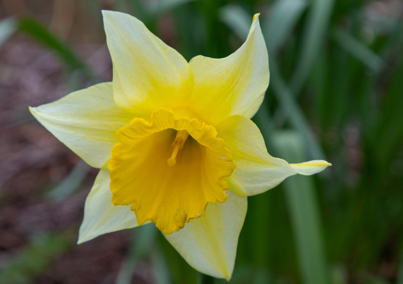0408dBlomst.jpg