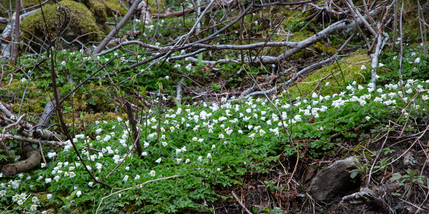 0408eHvitveis.jpg