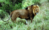  Lion male in Kruger National Park in South Africa