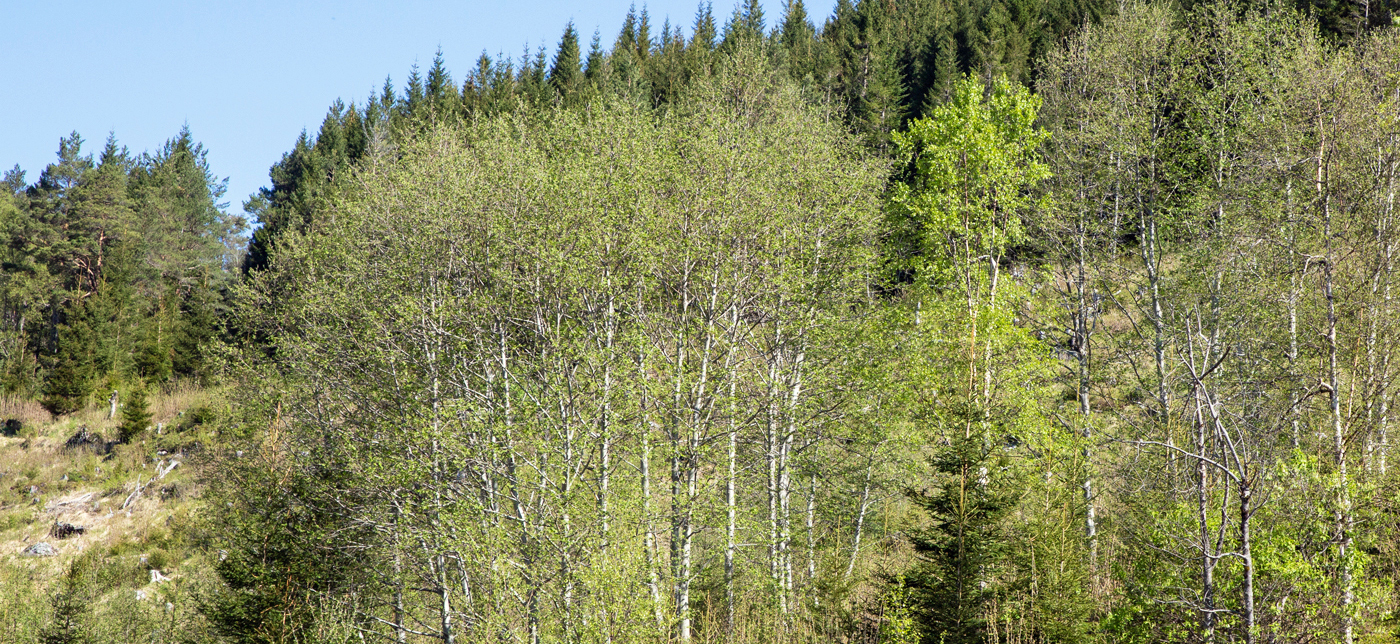 StangvikaeLia2.jpg