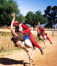 My wild ostrich ride in South Africa