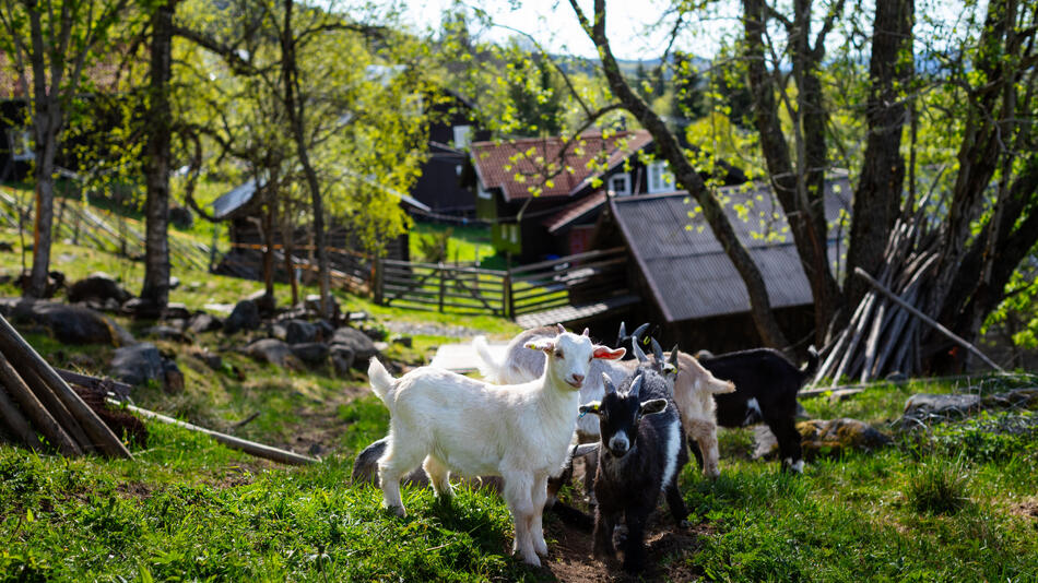 Geiter foran gården