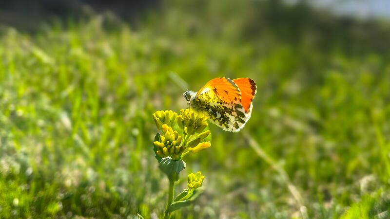 Foto av sommerfugl