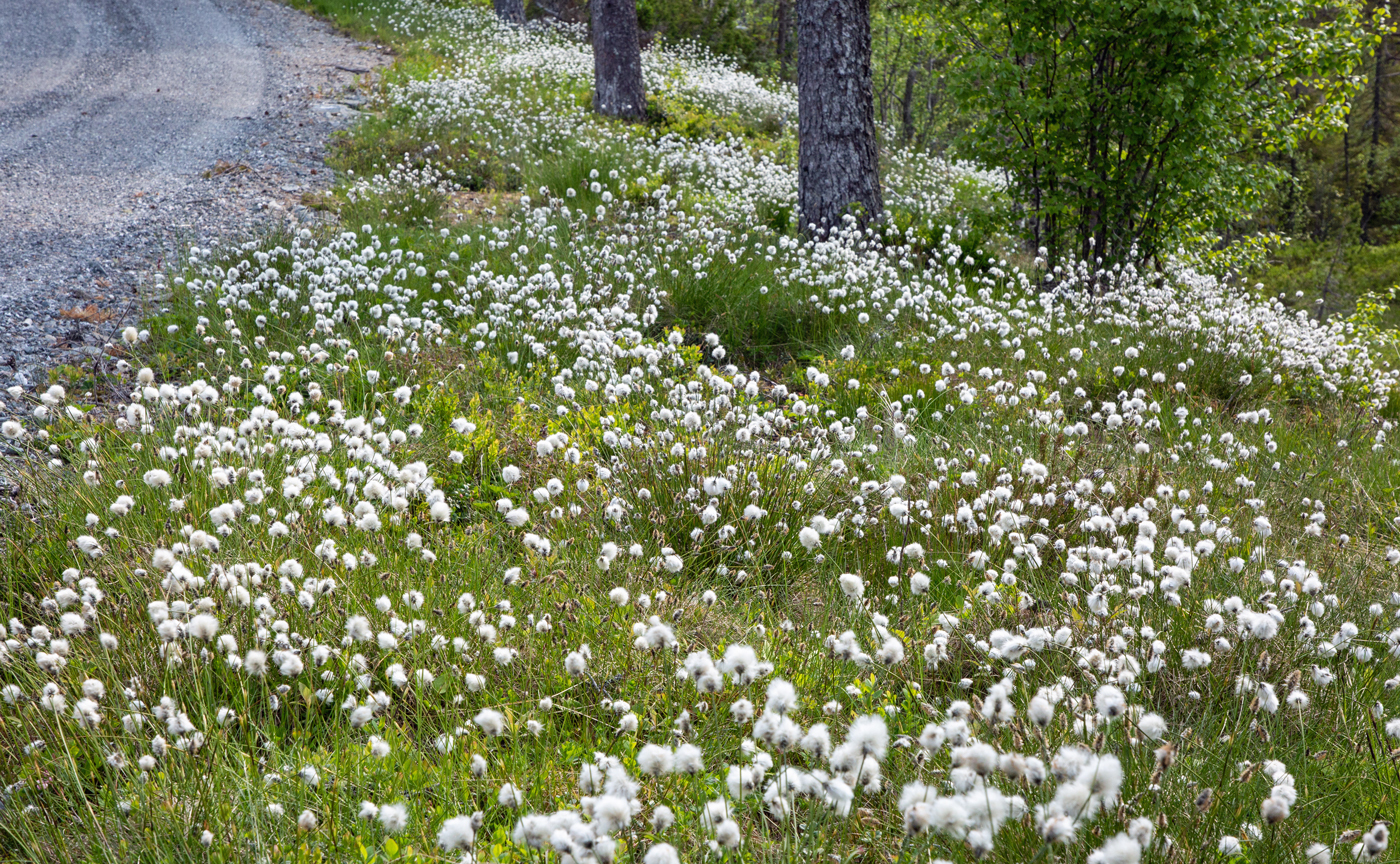 FloraaMyrullmyr.jpg