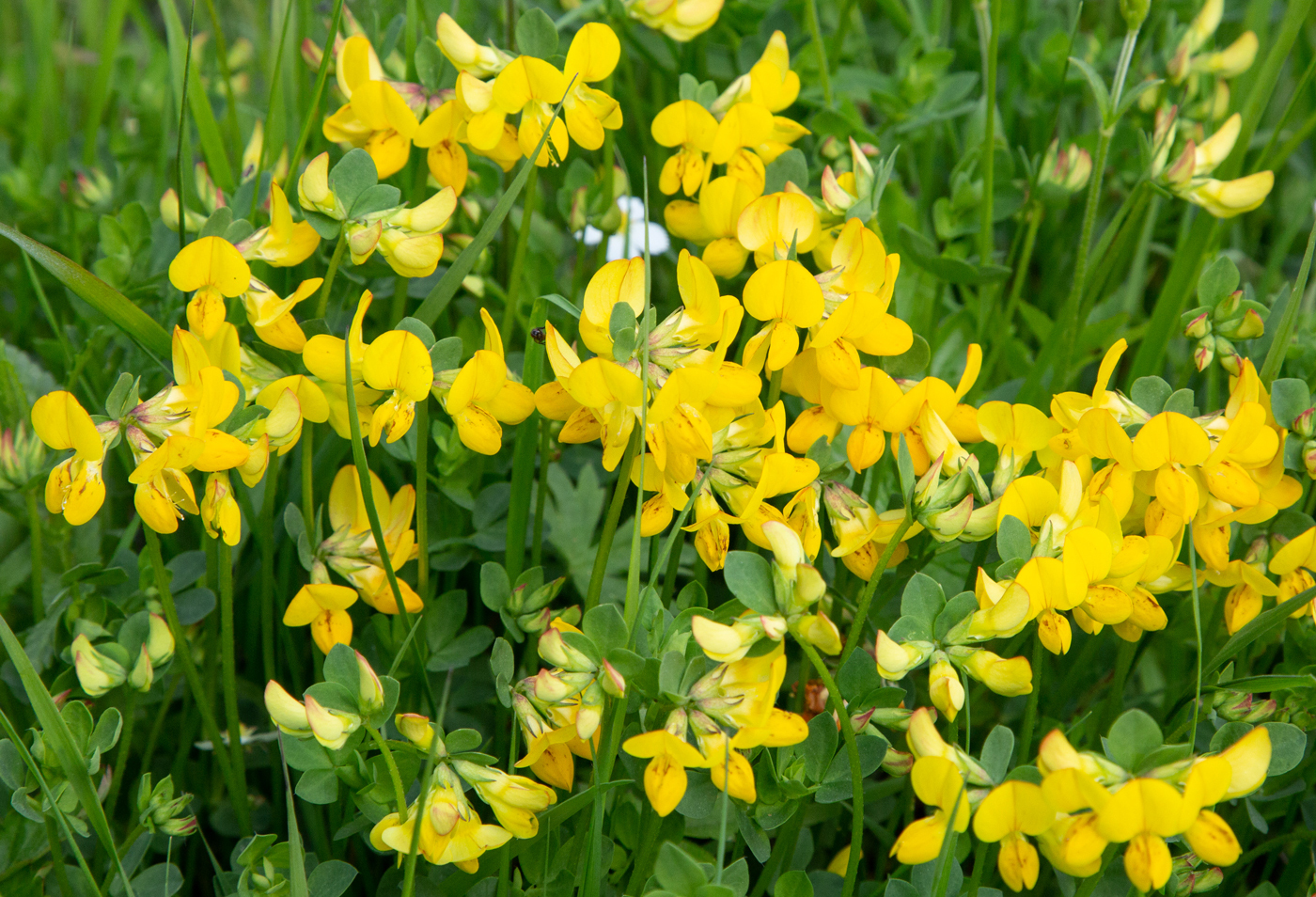 FlorabTirill.jpg