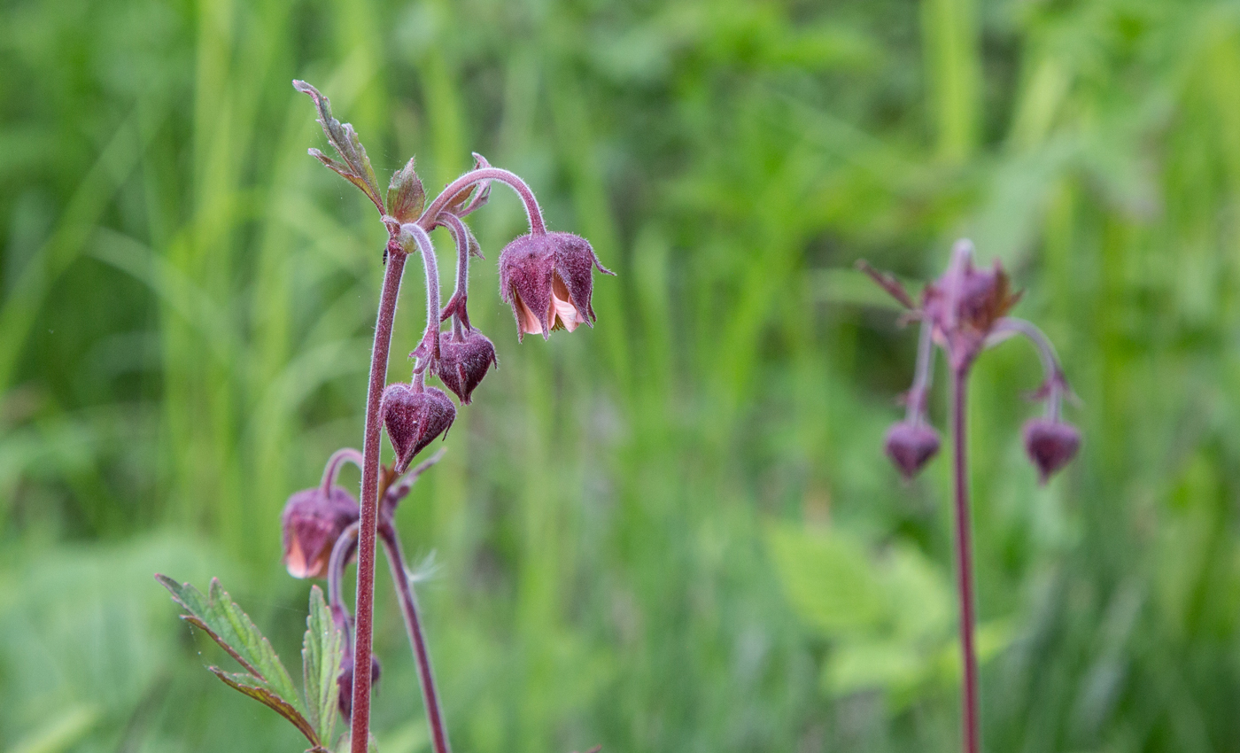 FloracHumle.jpg