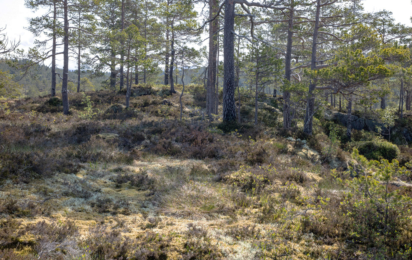 HaugenaToppen.jpg