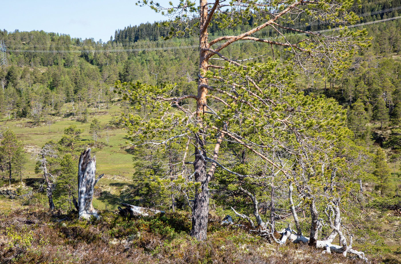 HaugeneDuvås.jpg
