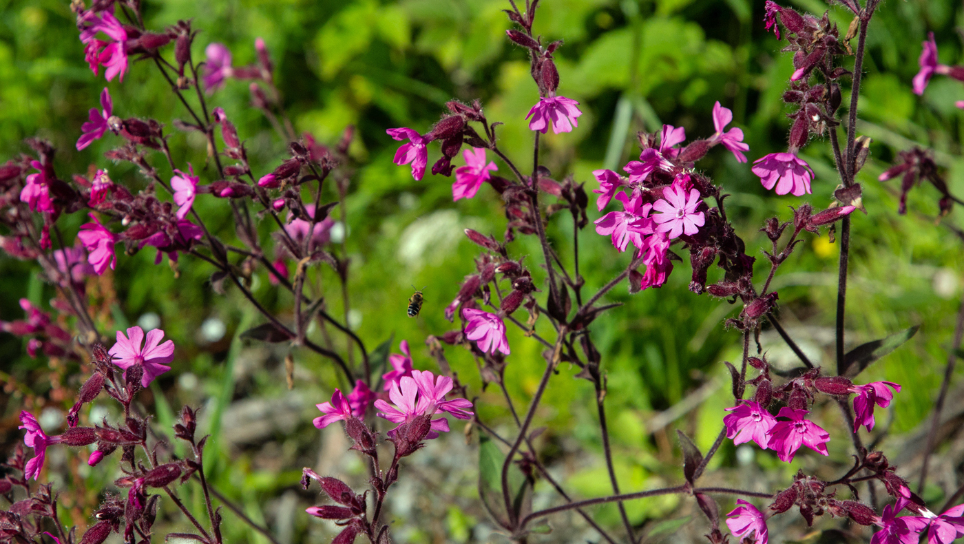 BlomlijBlomst.jpg