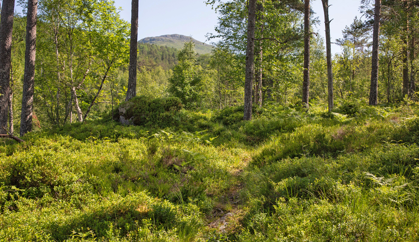 NordvikeFjell.jpg