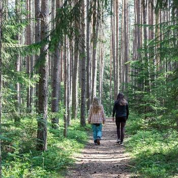 Ta damer som går langs en skogssti