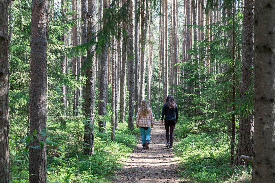 Ta damer som går langs en skogssti