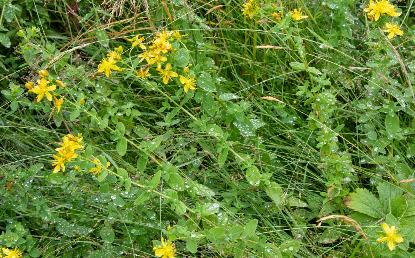mmiBlomst.jpg