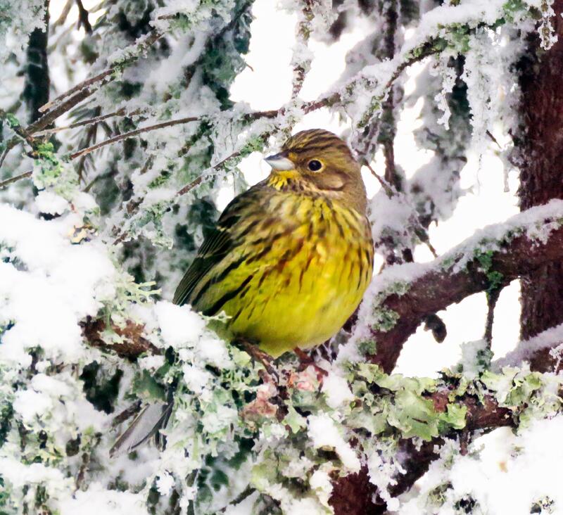 Gulspurv på Rømåsen