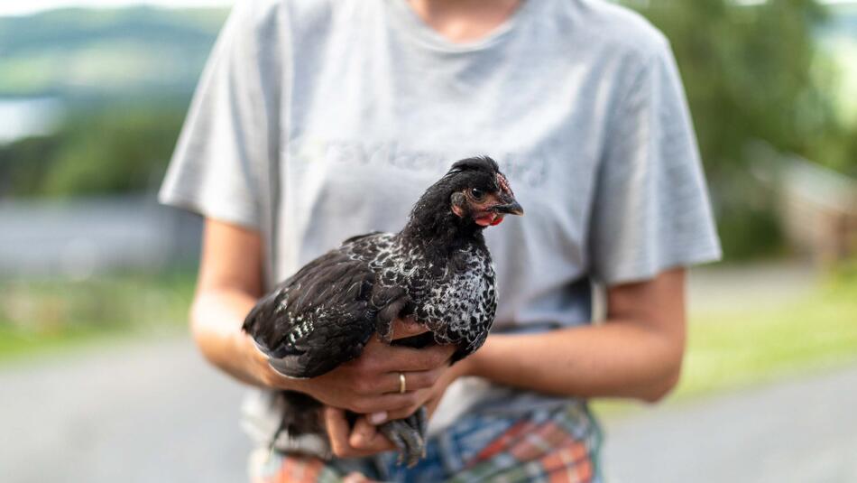 Foto av Ingvild som holder en høne