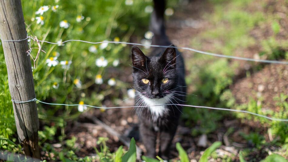 Foto av en katt som står ved et gjerde