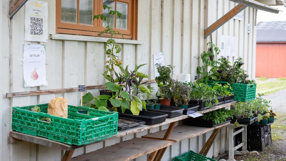 Foto av planter og blomster som er til salgs