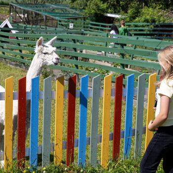 Jente sammen med lama på Snilsberg Familiepark