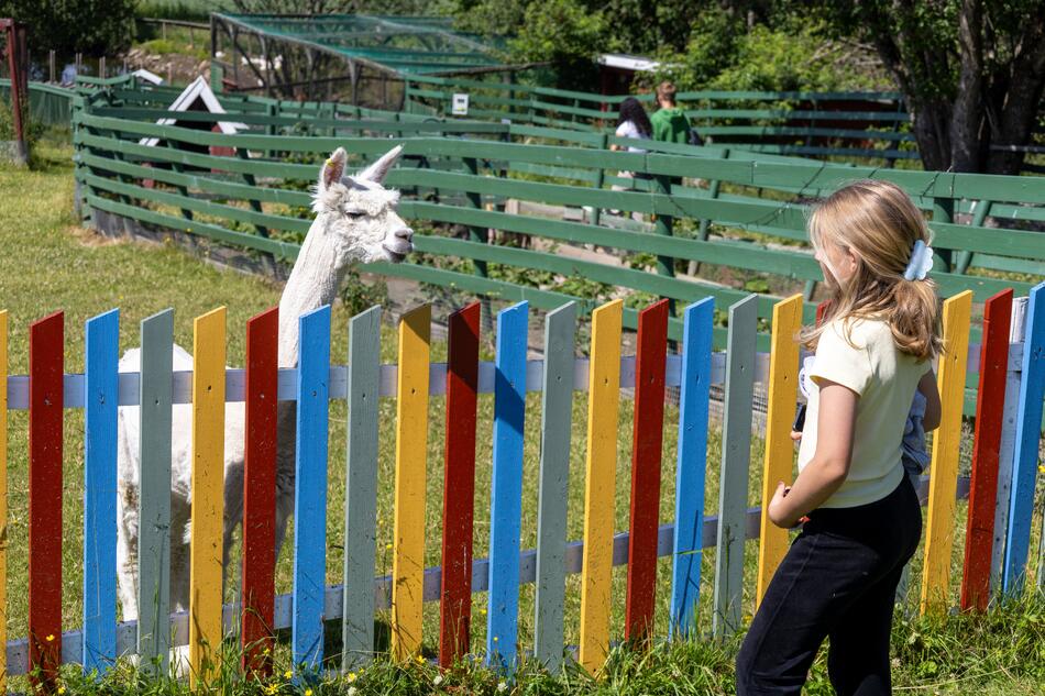 Jente sammen med lama på Snilsberg Familiepark
