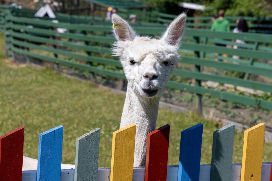 Lama