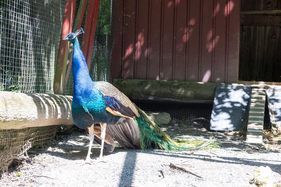 Påfugl