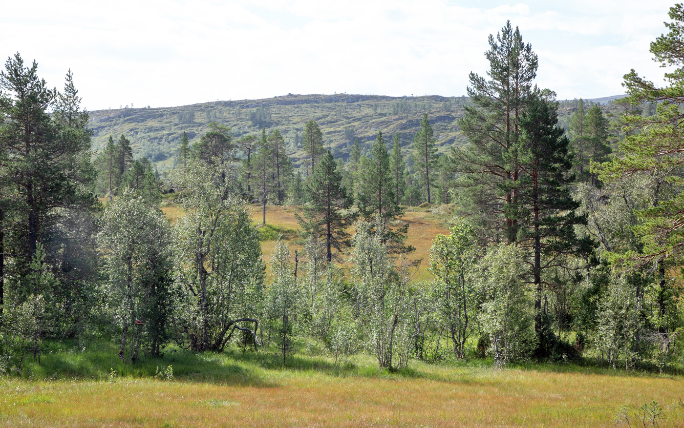 LangligMyr.jpg