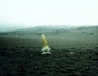 Silversword in Haleakalā National Park, island of Maui, Hawaii