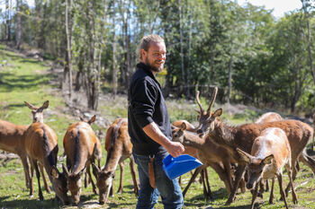 Foto av Peder Bolstad som mater hjortedyra