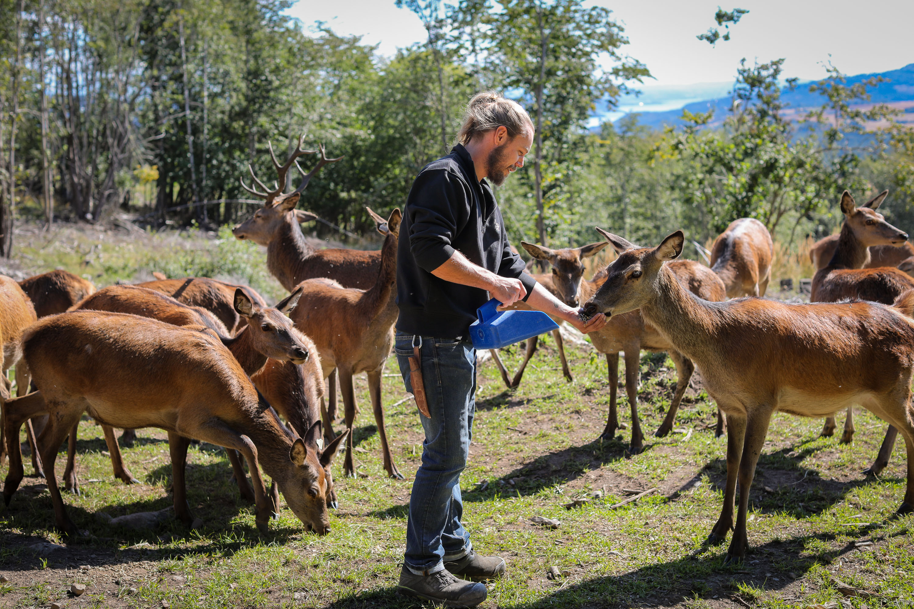 Peder som mater dyra