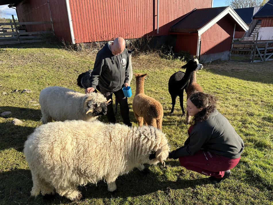 MAnn og dame som koser med sauer og alpakkaer