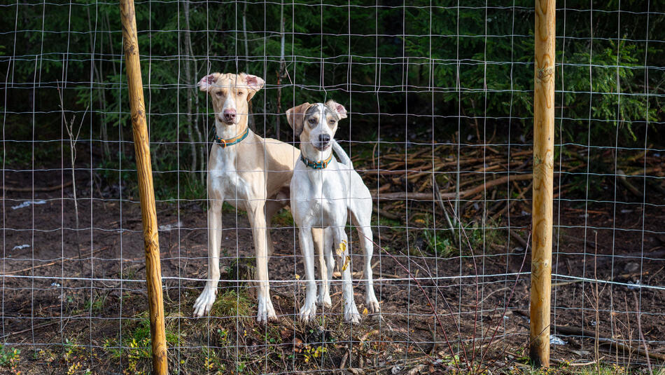 To hunder i hundegård