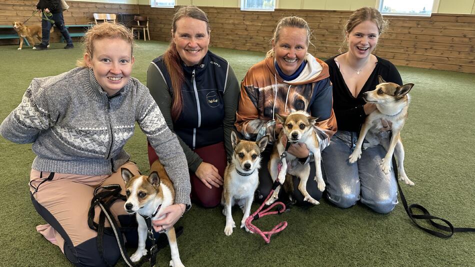 Fire unge jenter med hunder