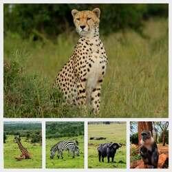 Kenya, Masa Mara and Great Rift Valley- Where the wild writes its own story.