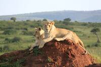 Lions in Kenya