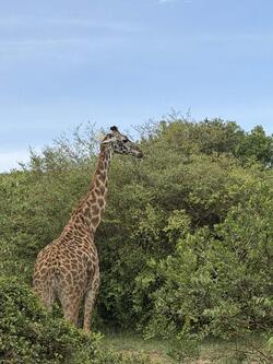 Giraffe in Kenya