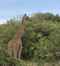 Giraffe in Kenya