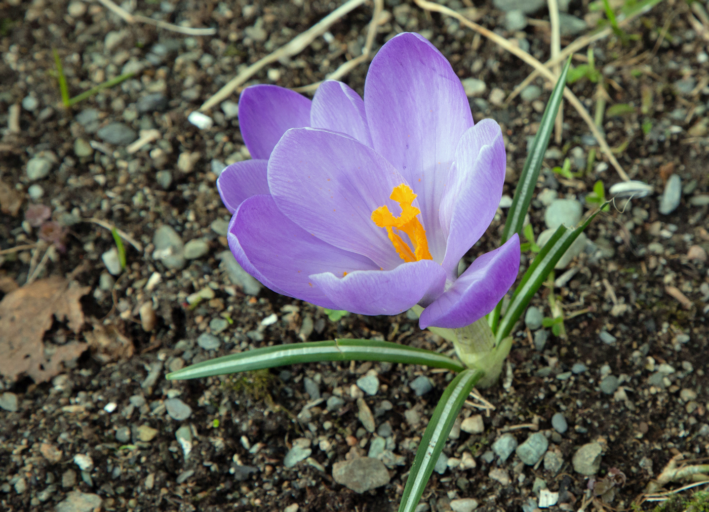 Krokusena.jpg
