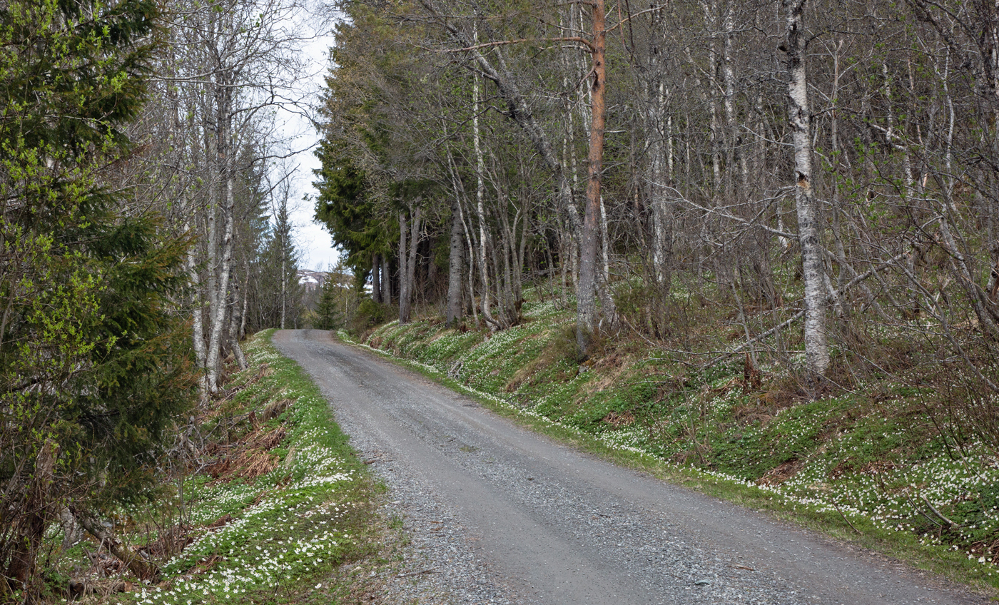 Fossen3Hvit.jpg